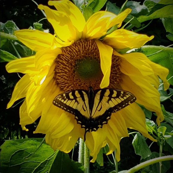 Meet your Posher, Kara - Picture 1 of 1